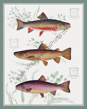 FS02 fishtrout copy